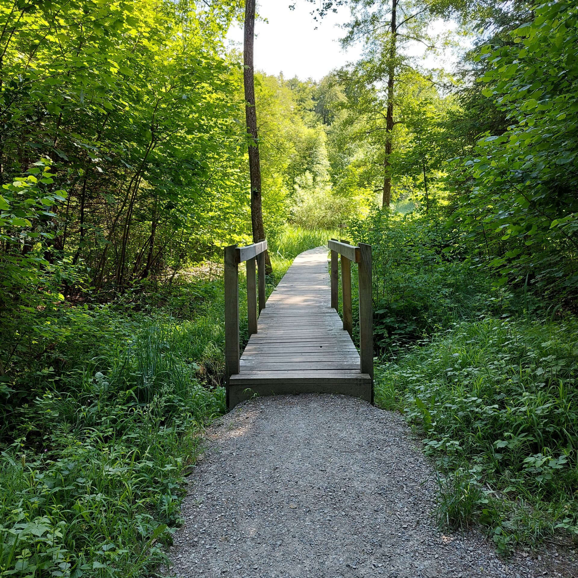Waldweg mit einer Holzbrücke umrandet von grünen Laubbäumen.